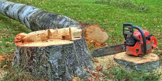Reliable Bryn Mawr, PA Tree Care Solutions