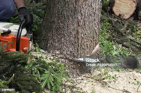 Best Tree Preservation Services  in Bryn Mawr, PA