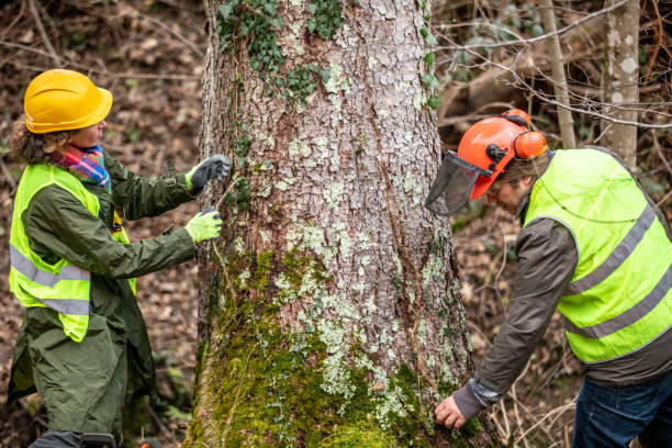 How Our Tree Care Process Works  in  Bryn Mawr, PA